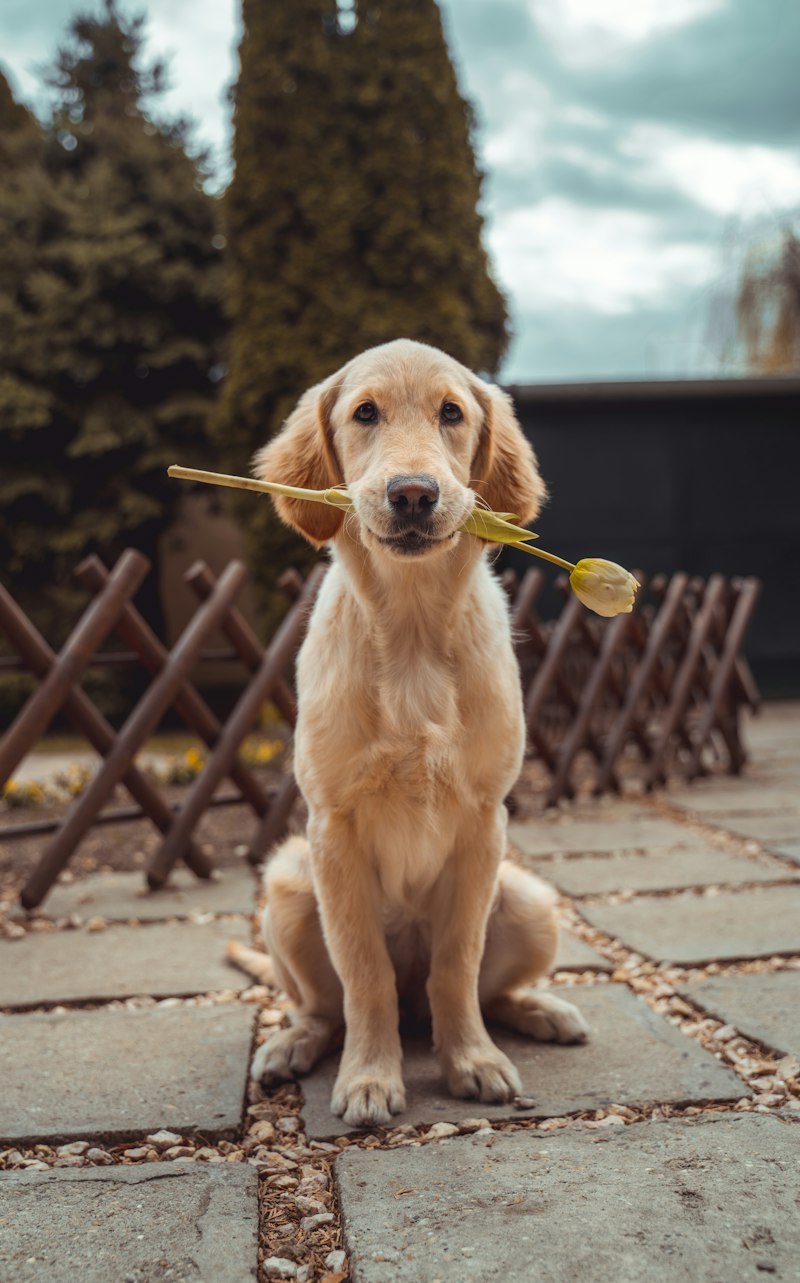 Golden retriever sentado con un juguete
