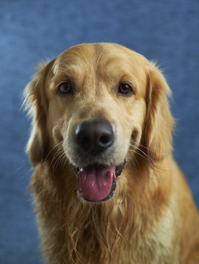 Retrato de golden retriever