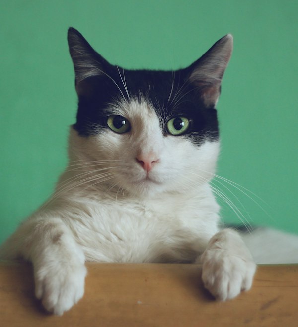 Gata blanca y negra asomándose
