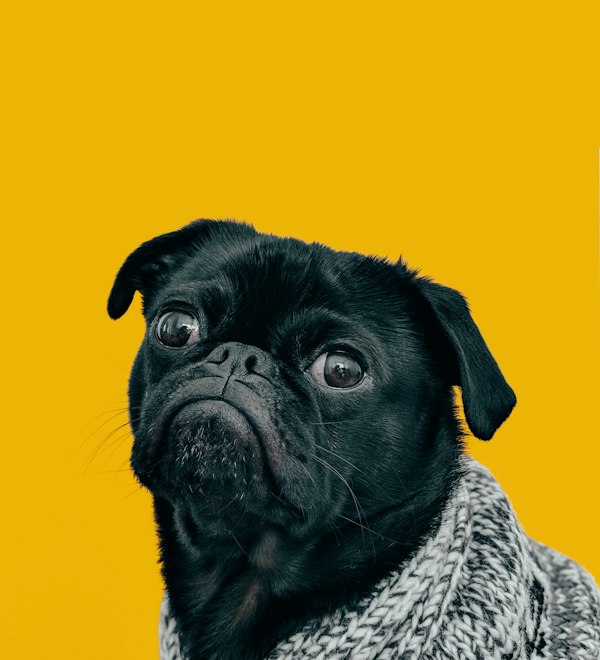 Perro pug sentado