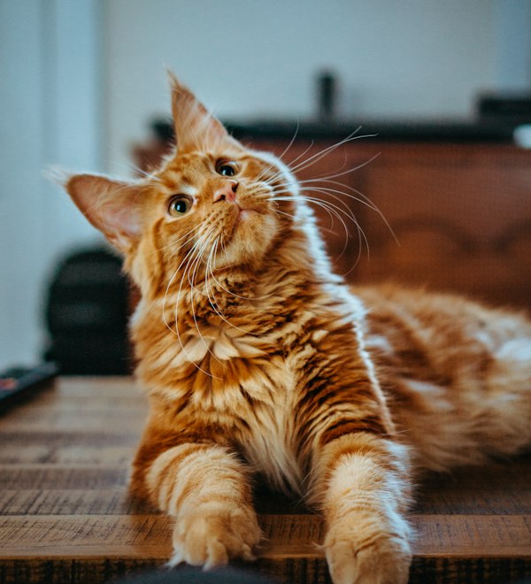 Gato atigrado naranja