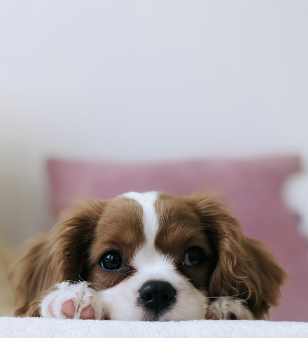 Cachorro cavalier asomándose