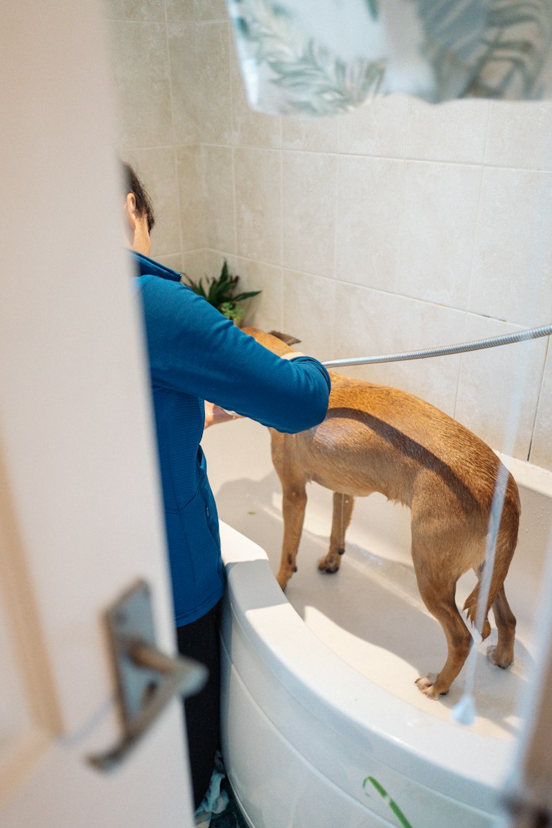 Bañando a un perro en una tina