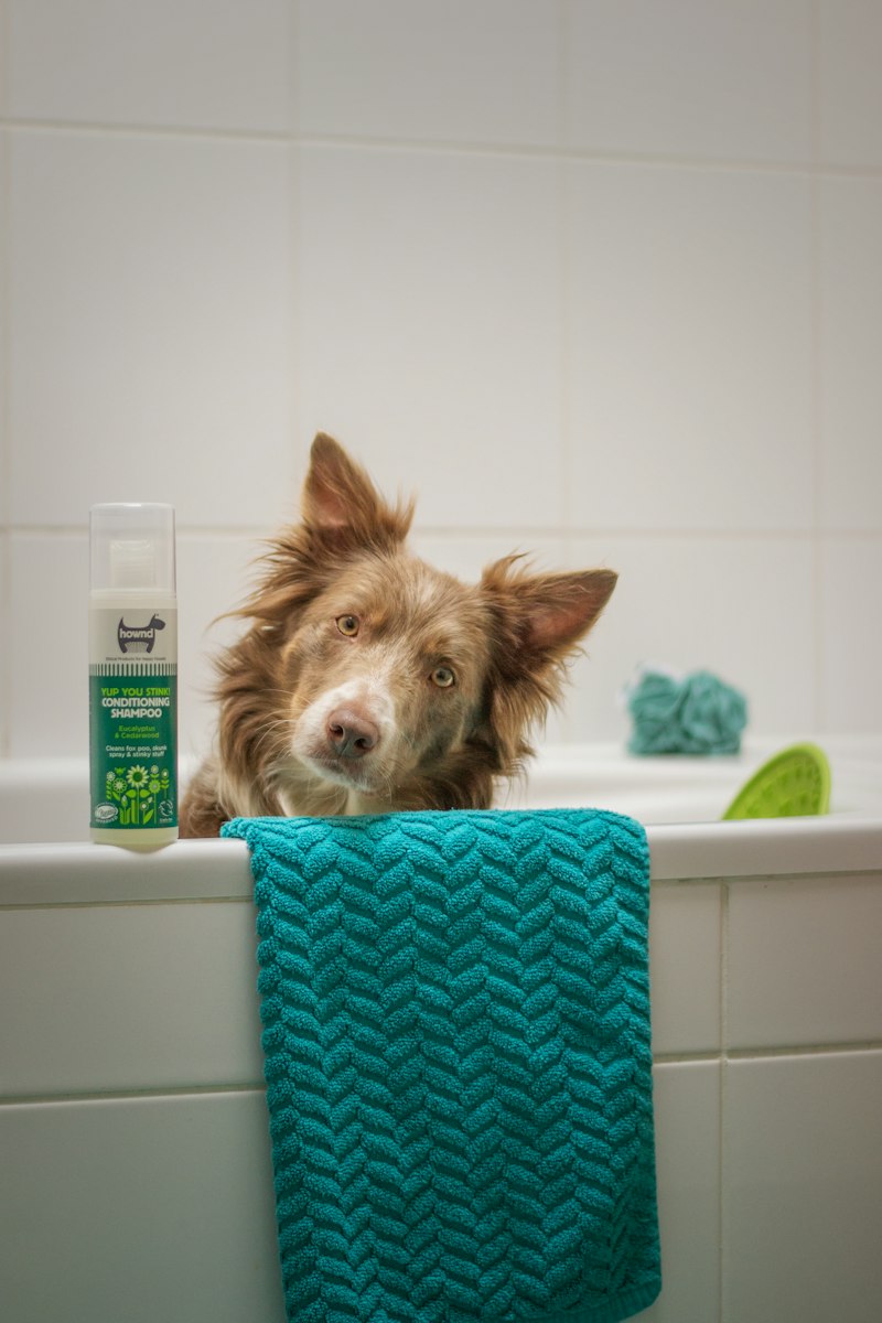 Perro en la tina con toalla azul