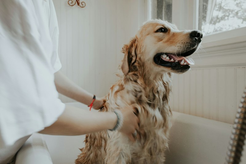 Cepillando el pelaje de un golden retriever