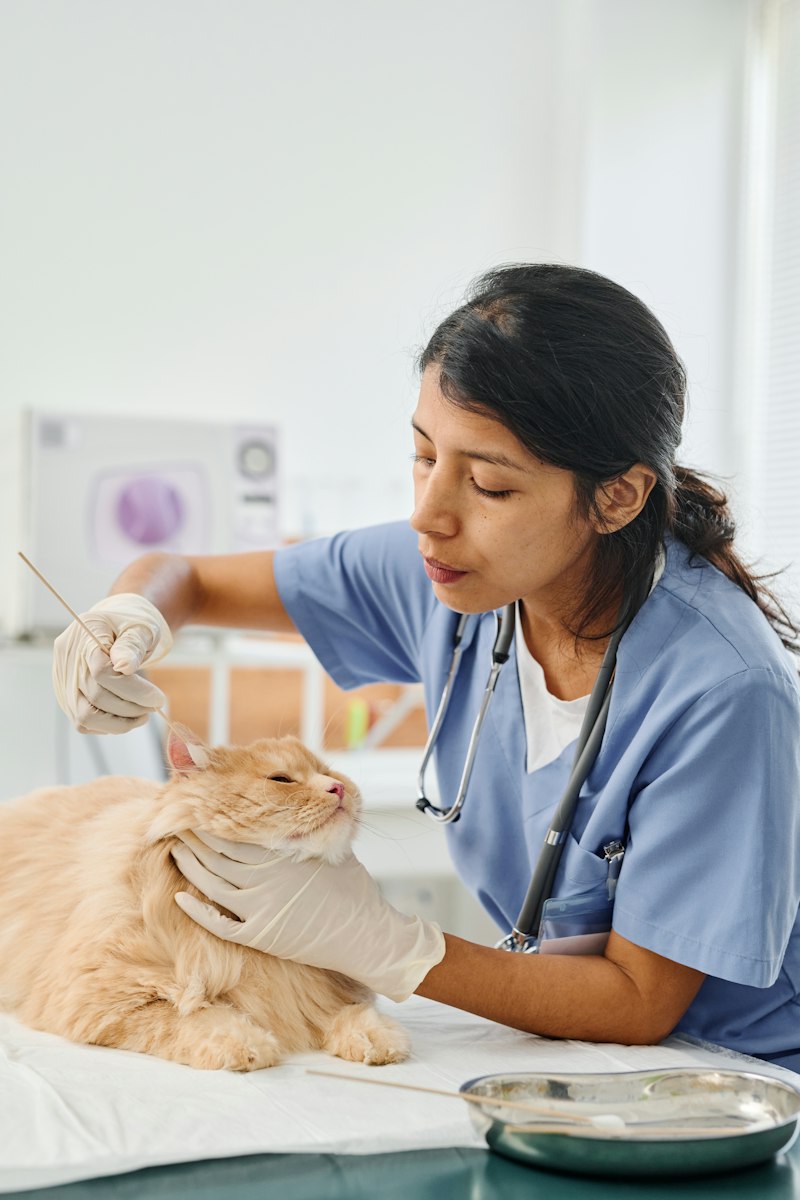 Veterinaria revisando a un gato naranja en la mesa de consulta