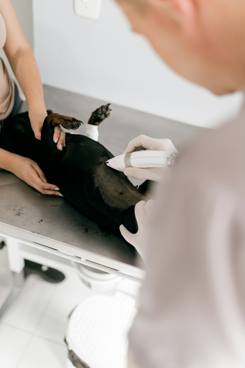 Veterinaria atendiendo a una mascota en la clínica