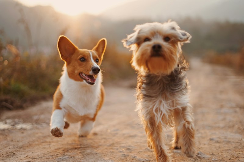 Dos perros corriendo y jugando al aire libre