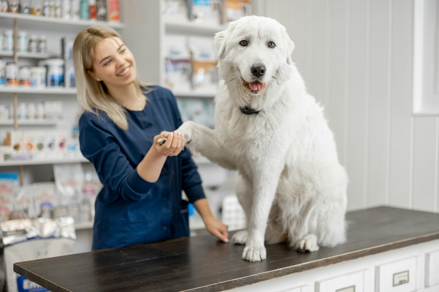 Veterinaria abrazando a un perro labrador blanco